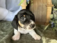 Brock, a male Miniature Dachshund for sale in Riverview, MI – 1 of 10