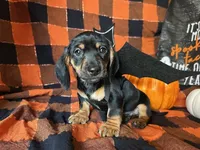 Ash, a male Miniature Dachshund for sale in Riverview, MI – 2 of 10