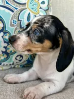 Daphne , a female Miniature Dachshund for sale in Riverview, MI – 5 of 10