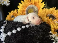 Casper, a male Miniature Dachshund for sale in Riverview, MI – 8 of 10