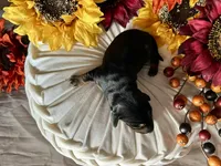 Ash, a male Miniature Dachshund for sale in Riverview, MI – 10 of 10