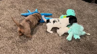 Brock, a male Miniature Dachshund for sale in Riverview, MI – 9 of 10