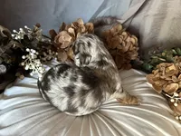 Scooby, a male Miniature Dachshund for sale in Riverview, MI – 8 of 10