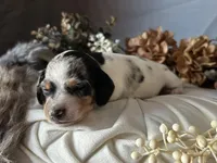 Daphne (On hold), a female Miniature Dachshund for sale in Riverview, MI – 8 of 10