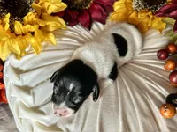 Brock, a male Miniature Dachshund for sale in Riverview, MI – 5 of 10