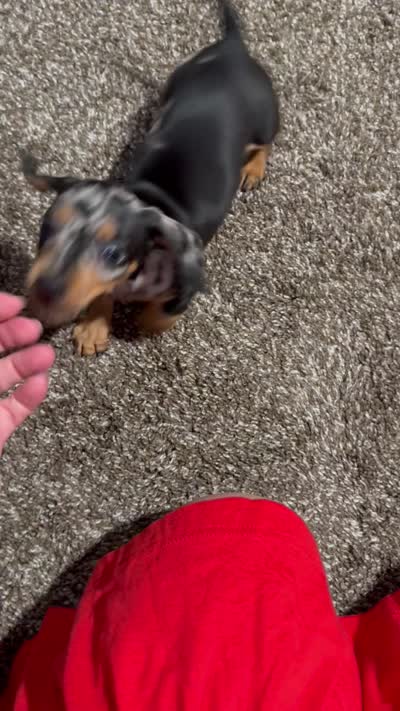 Beatrix , a female Miniature Dachshund for sale in Riverview, MI – 10 of 10