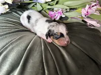 Daphne, a female Miniature Dachshund for sale in Riverview, MI – 5 of 10