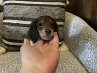 Shaggy, a male Miniature Dachshund for sale in Riverview, MI – 4 of 10
