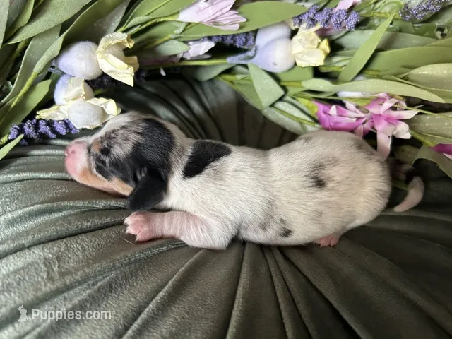 Daphne – Miniature Dachshund puppy for sale in Riverview, MI