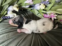 Daphne, a female Miniature Dachshund for sale in Riverview, MI – 1 of 10