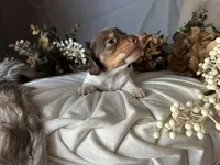 Shaggy, a male Miniature Dachshund for sale in Riverview, MI – 6 of 10