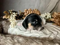 Brock, a male Miniature Dachshund for sale in Riverview, MI – 3 of 10