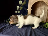 Shaggy, a male Miniature Dachshund for sale in Riverview, MI – 7 of 10