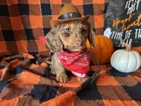 Misty, a female Miniature Dachshund for sale in Riverview, MI – 9 of 10