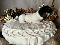 Brock, a male Miniature Dachshund for sale in Riverview, MI – 9 of 10