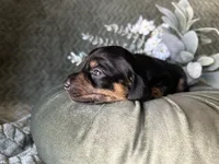 Ash, a male Miniature Dachshund for sale in Riverview, MI – 9 of 10