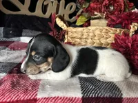 Fred (On Hold for Michael), a male Miniature Dachshund for sale in Riverview, MI – 5 of 10