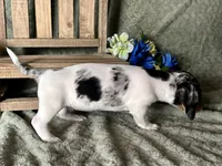 Daphne, a female Miniature Dachshund for sale in Riverview, MI – 5 of 10