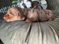 Misty, a female Miniature Dachshund for sale in Riverview, MI – 2 of 10