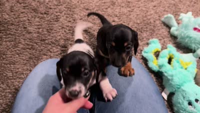 Ash, a male Miniature Dachshund for sale in Riverview, MI – 9 of 10