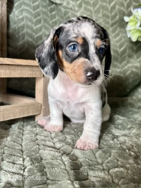 Daphne – Miniature Dachshund puppy for sale in Riverview, MI