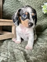 Daphne, a female Miniature Dachshund for sale in Riverview, MI – 1 of 10