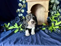 Fred , a male Miniature Dachshund for sale in Riverview, MI – 3 of 10