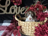 Velma, a female Miniature Dachshund for sale in Riverview, MI – 3 of 10