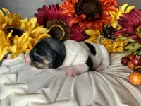 Brock, a male Miniature Dachshund for sale in Riverview, MI – 4 of 10