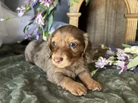 Misty, a female Miniature Dachshund for sale in Riverview, MI – 3 of 10