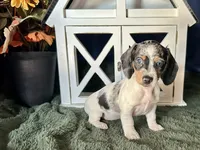 Daphne, a female Miniature Dachshund for sale in Riverview, MI – 5 of 10
