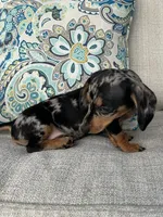 Beatrix , a female Miniature Dachshund for sale in Riverview, MI – 6 of 7