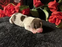 Velma, a female Miniature Dachshund for sale in Riverview, MI – 8 of 10