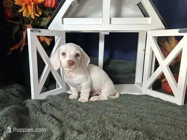 Casper – Miniature Dachshund puppy for sale in Riverview, MI
