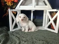 Casper, a male Miniature Dachshund for sale in Riverview, MI – 1 of 10