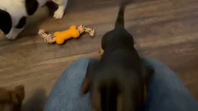 Ash, a male Miniature Dachshund for sale in Riverview, MI – 10 of 10
