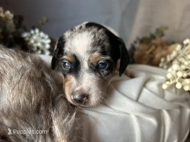 Daphne (On hold) – Miniature Dachshund puppy for sale in Riverview, MI