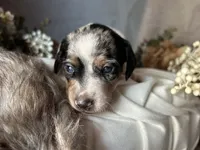 Daphne (On hold), a female Miniature Dachshund for sale in Riverview, MI – 1 of 10