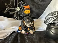 Brock, a male Miniature Dachshund for sale in Riverview, MI – 3 of 10