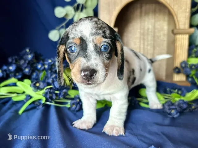 Daphne – Miniature Dachshund puppy for sale in Riverview, MI