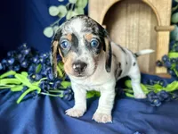 Daphne, a female Miniature Dachshund for sale in Riverview, MI – 1 of 10