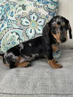Beatrix , a female Miniature Dachshund for sale in Riverview, MI – 7 of 7