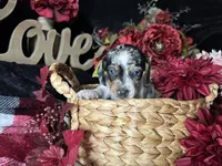 Daphne (On Hold for Abby), a female Miniature Dachshund for sale in Riverview, MI – 6 of 10