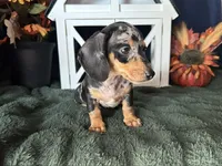 Beatrix, a female Miniature Dachshund for sale in Riverview, MI – 7 of 10