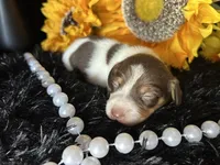 Velma, a female Miniature Dachshund for sale in Riverview, MI – 6 of 10