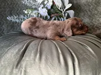 Misty, a female Miniature Dachshund for sale in Riverview, MI – 5 of 10