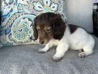Shaggy, a male Miniature Dachshund for sale in Riverview, MI – 6 of 10