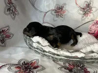 Ash, a male Miniature Dachshund for sale in Riverview, MI – 3 of 7