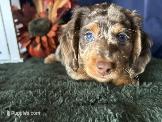 Scooby – Miniature Dachshund puppy on hold in Riverview, MI