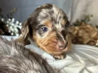 Scooby, a male Miniature Dachshund for sale in Riverview, MI – 3 of 10
